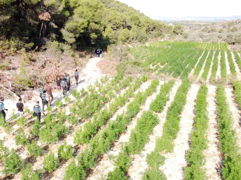 Macroplantación de marihuana en Mequinenza