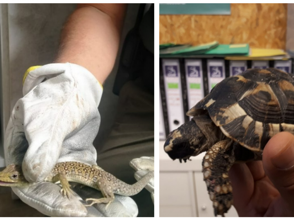 Los dos animales rescatados por la Unidad Verde en Zaragoza.