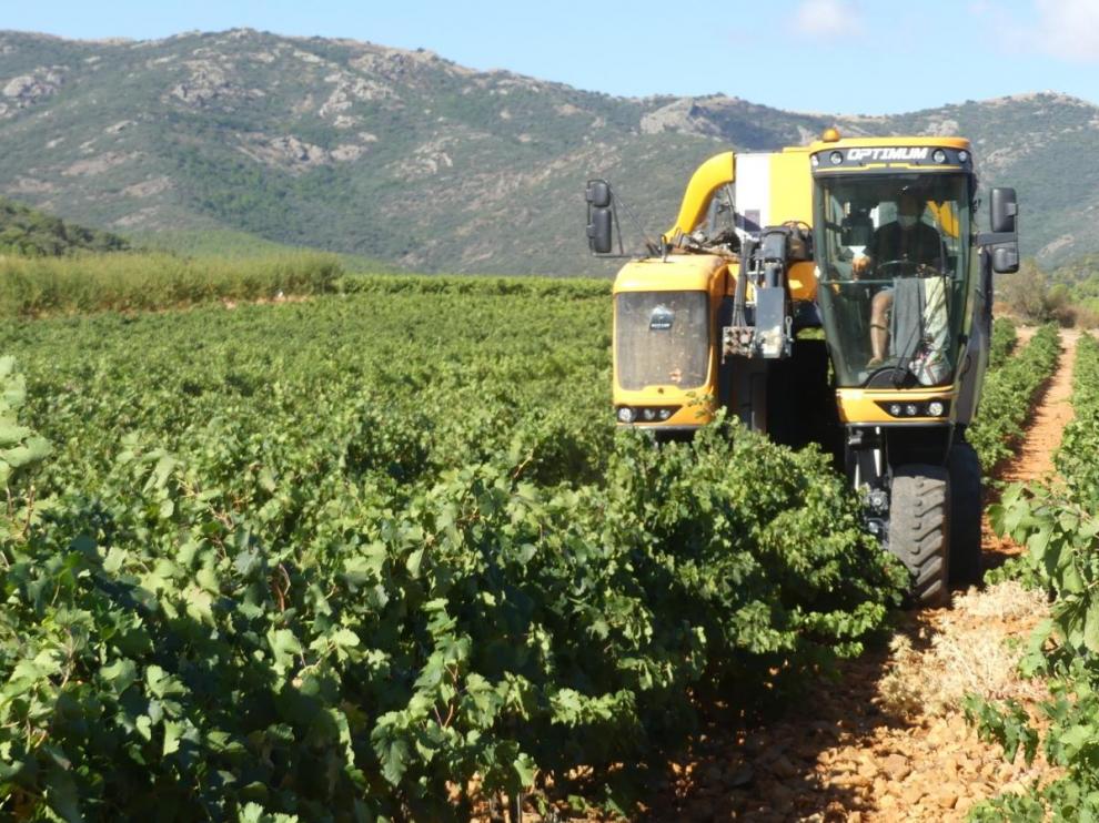 Vendimia en la D.O.P. Cariñena de 2020