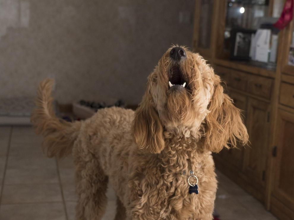 'No todo el mundo sirve perro'
