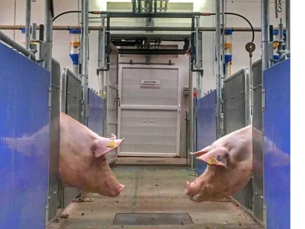 La detección de brucelosis en los animales obliga a su sacrificio, ya que puede transmitirse al humano.