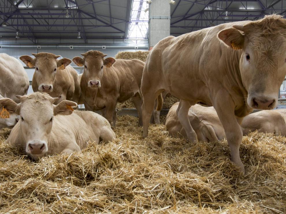 Los animales vivos son uno de los principales atractivos de la Feria Internacional para la Producción Animal (Figan).
