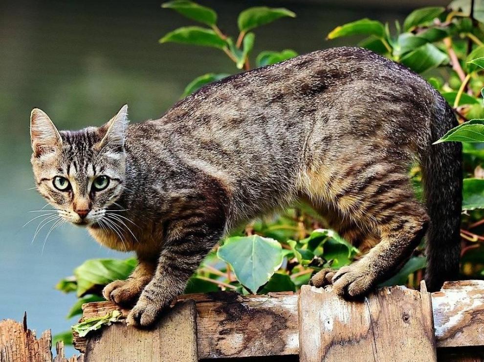 Los cambios regulares de color en el pelaje de los gatos están determinados por un gen específico.
