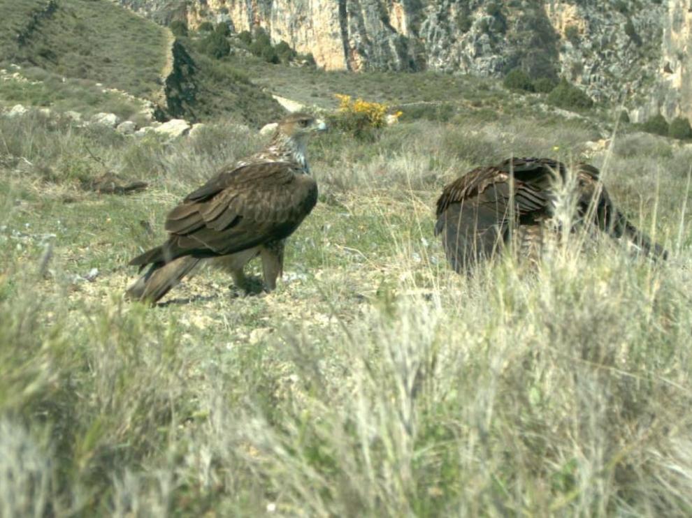 Dos ejemplares de águila perdicera en un paraje de la localidad de Obón.