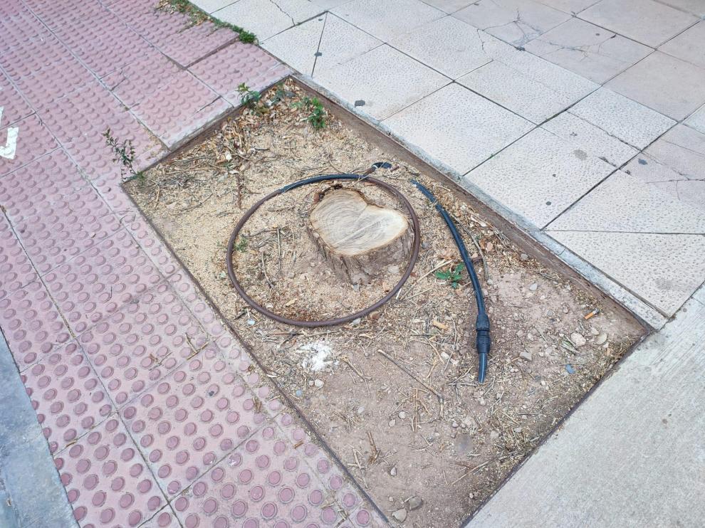 Alcorque vacío en el Distrito Sur de Zaragoza.