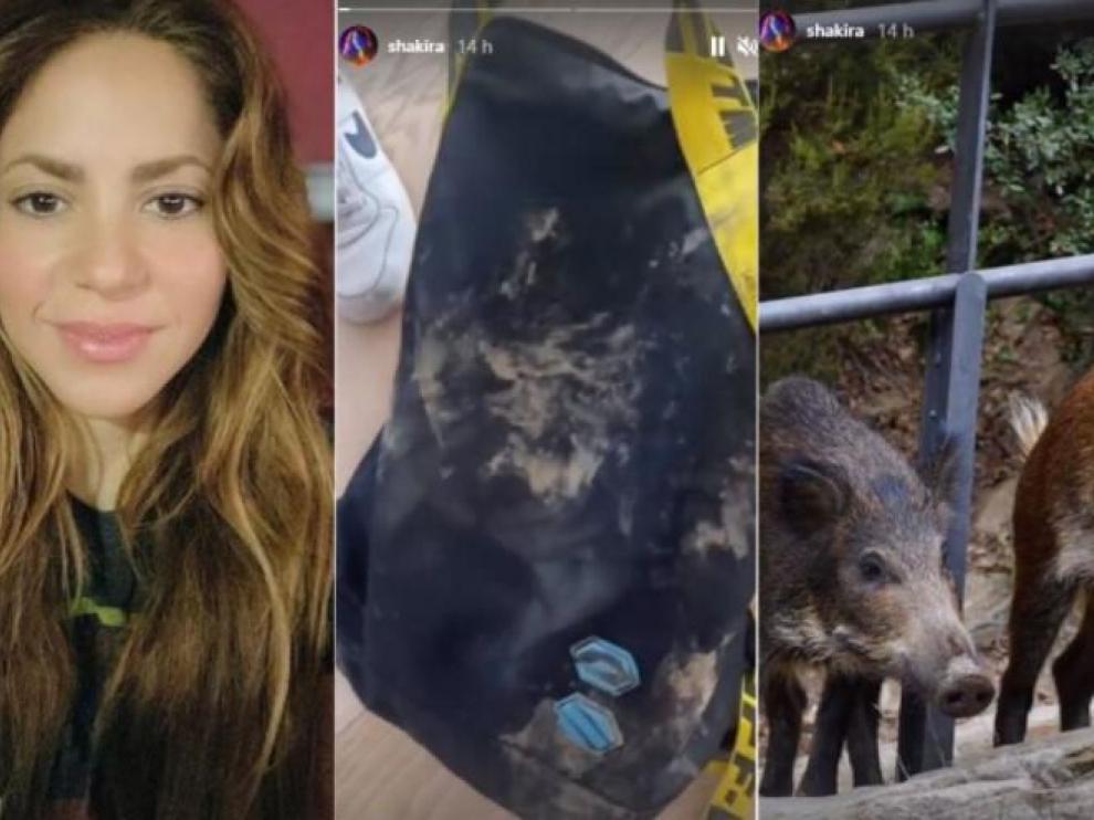 De izquierda a derecha, Shakira, su bolso destrozado, y los dos jabalíes autores del ataque.