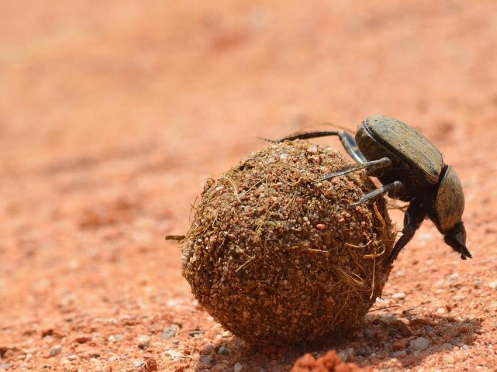 Escarabajo pelotero en acción
