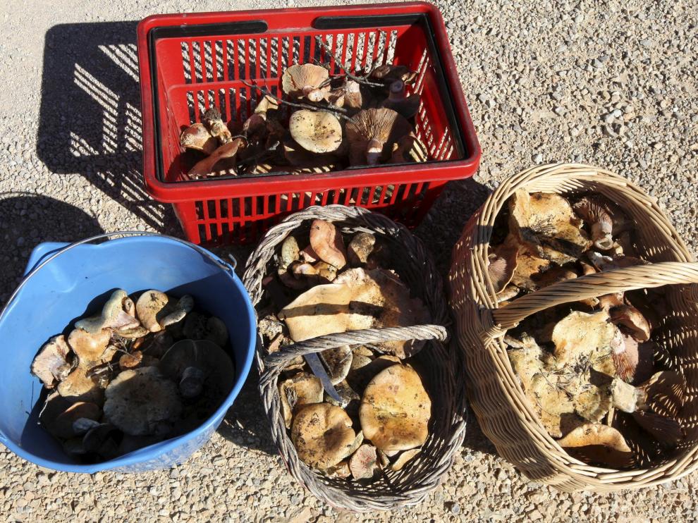 Recogida de rebollones en Aragón.