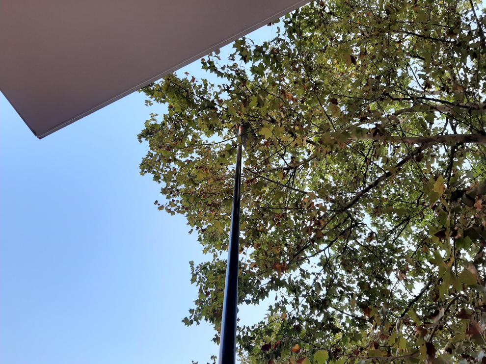 Las ramas de los árboles tapan las farolas por varias zonas de Avenida Cataluña, Paseo Longares y alrededores