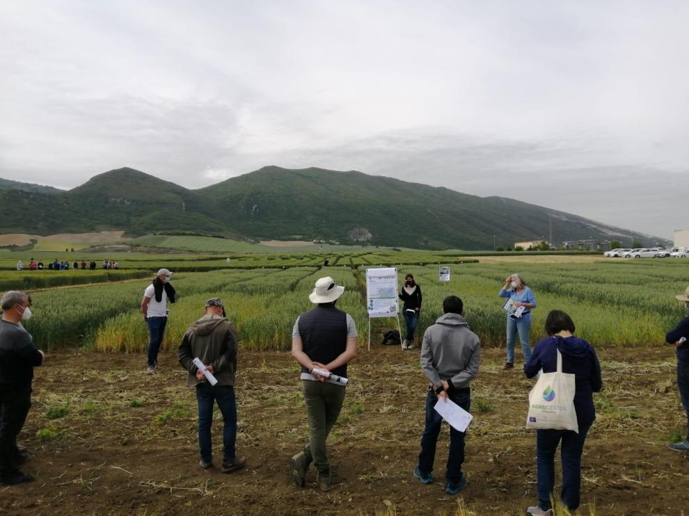 Visita a un ensayo de fertilización en el marco del proyecto.