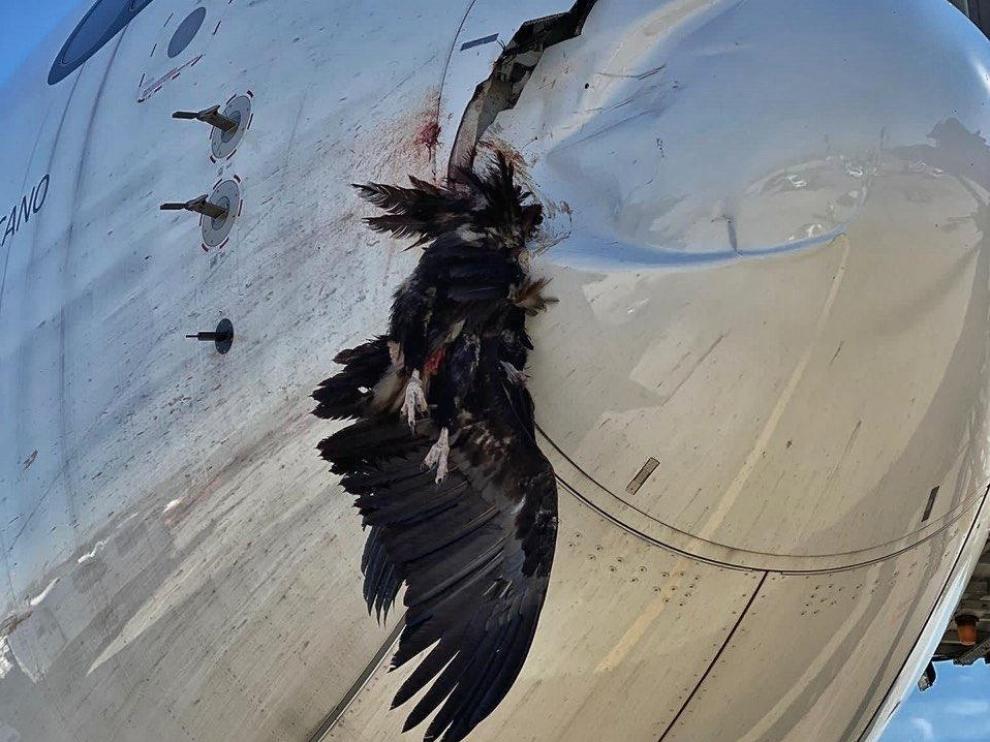 El ave, empotrada contra el morro del avión.