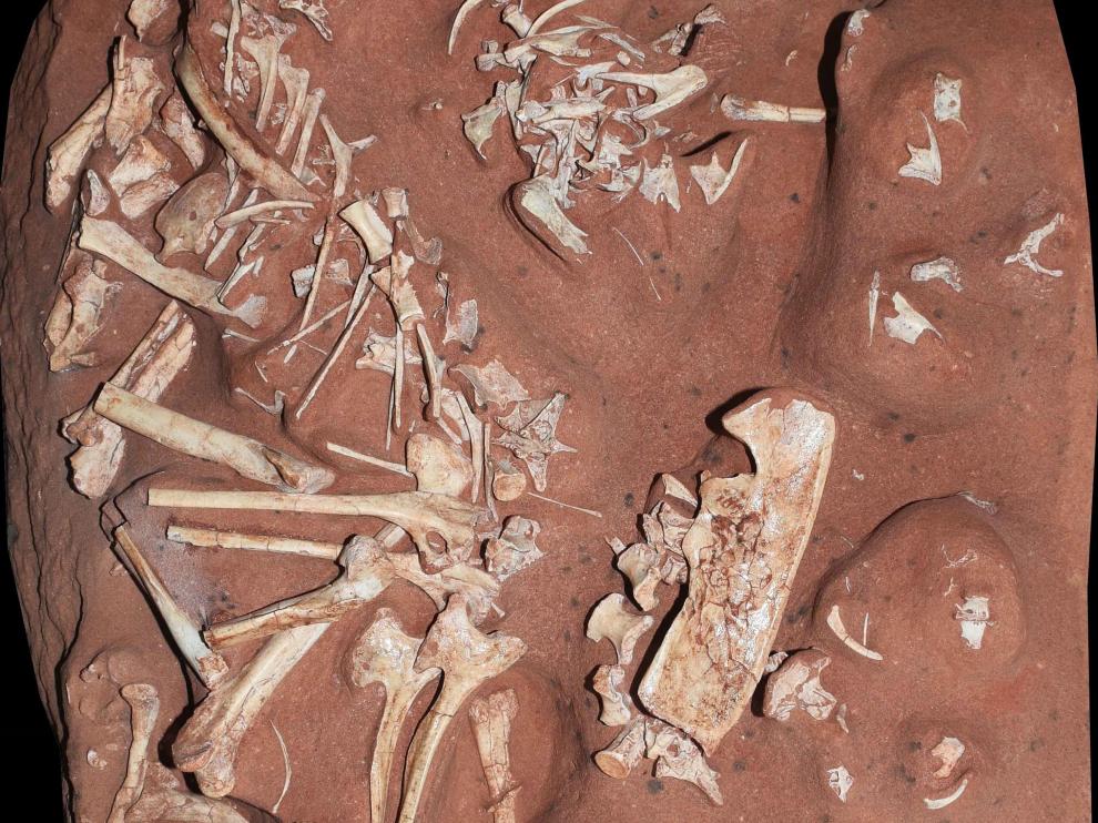 Descubren en Brasil un dinosaurio "muy raro" del período Cretácico.