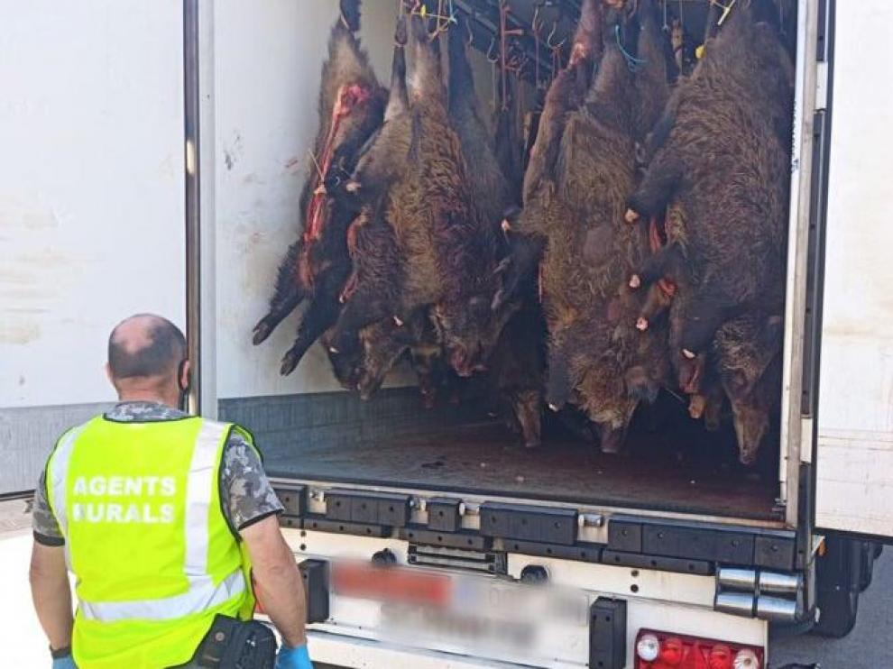 Algunos de los jabalíes en el camión frigorífico