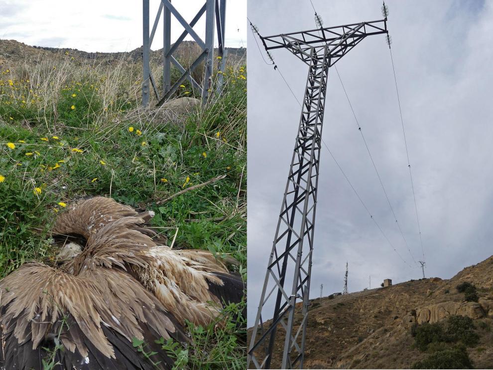 Montaje fotográfico de un ave electrocutada y una torre de alta tensión en Fornillos.