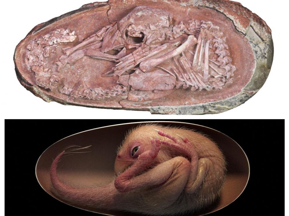 El fósil del embrión de dinosaurio y una recreación.