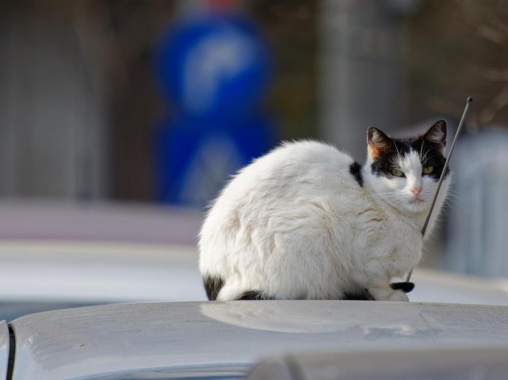 Imagen de archivo de un gato sobre un coche