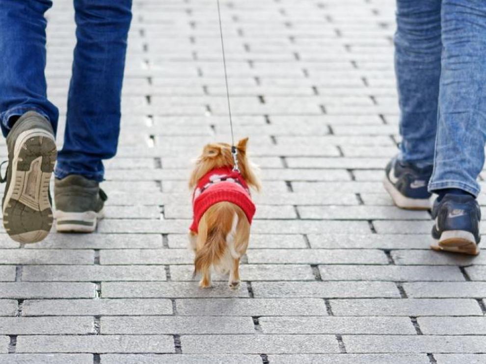 Actualmente hay alrededor de 160 establecimientos a los que se puede ir a comprar con perro en Zaragoza.