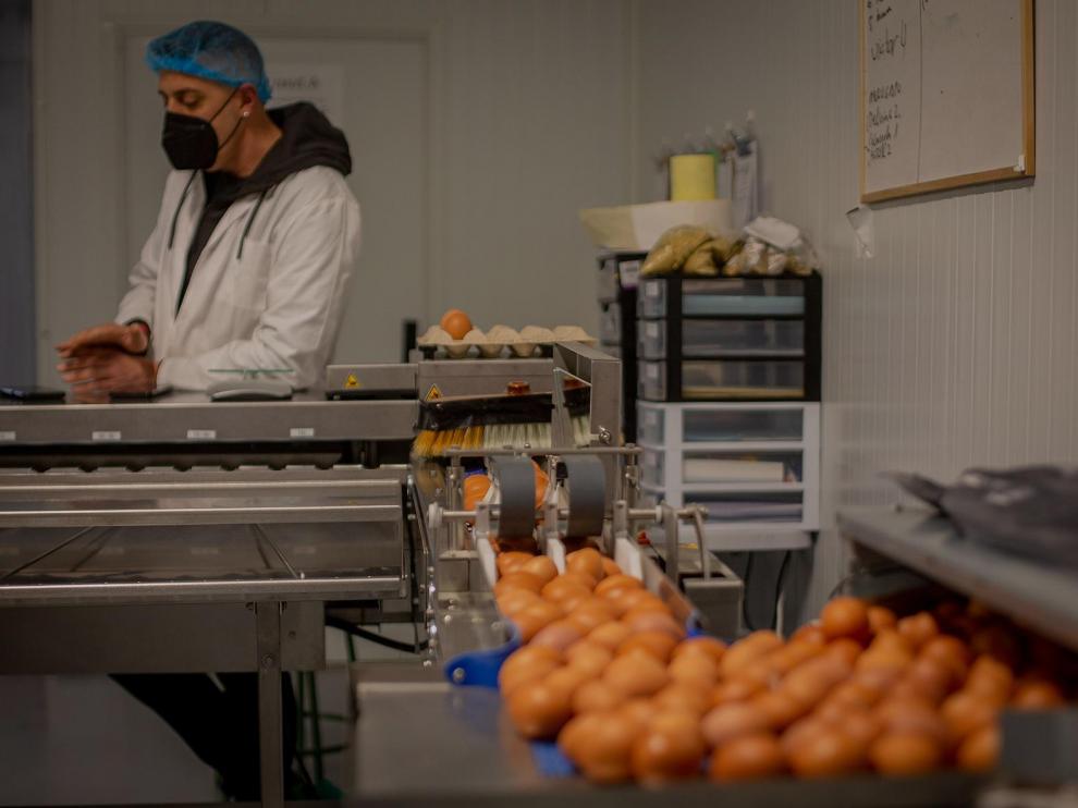 Ovoserendipia tiene una producción media de 2.700 huevos bajo la marca ‘Olé tus huevos camperos’.