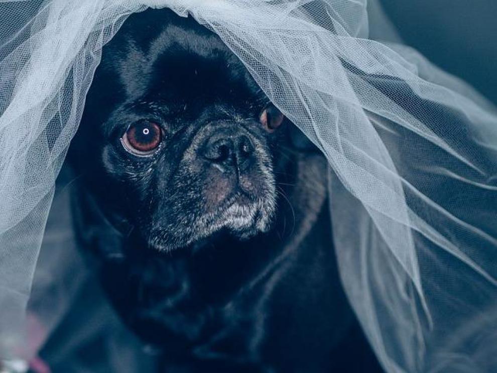 En algunas bodas de perros no falta ningún detalle, hasta el velo de la novia.