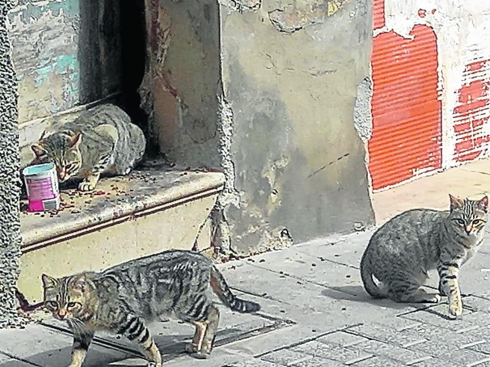 La ordenanza prohíbe alimentar a los gatos ferales fuera de las colonias controladas por el Ayuntamiento.