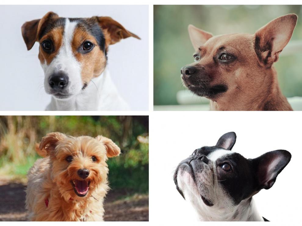 Combo de imágenes de varias razas de perro