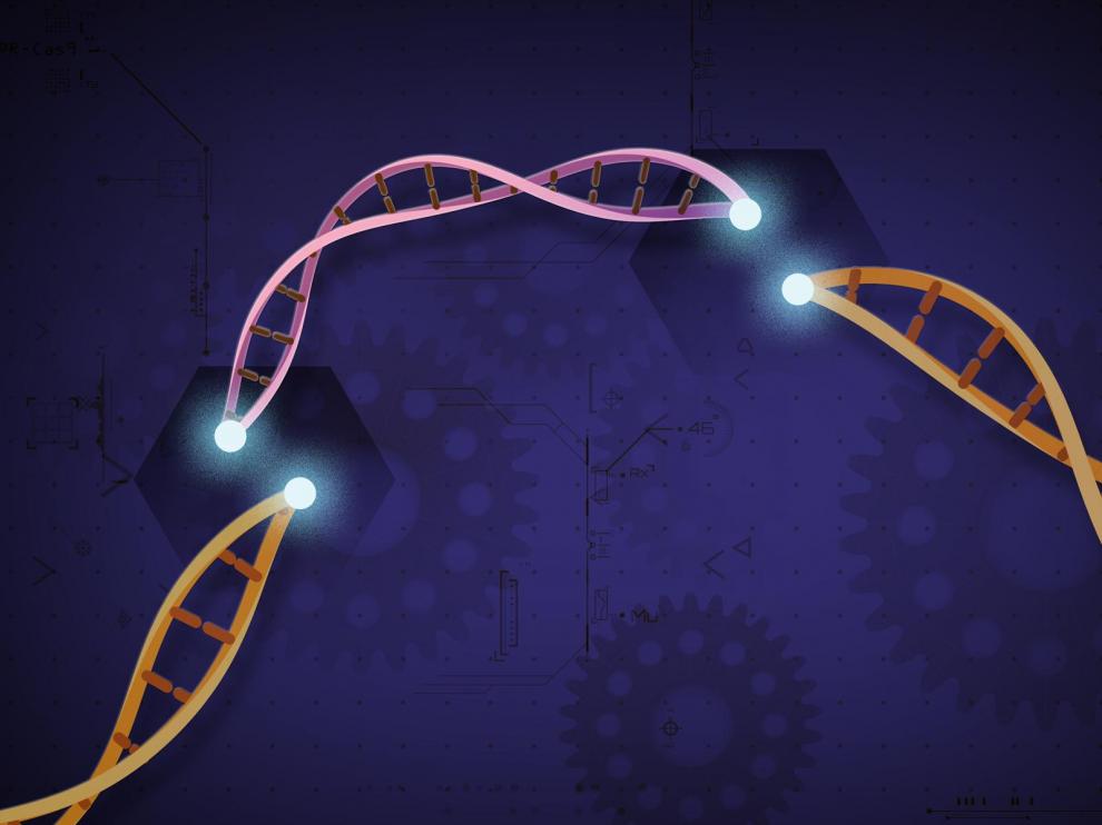 Las herramientas Crispr son capaces de cortar el ADN con gran precisión.