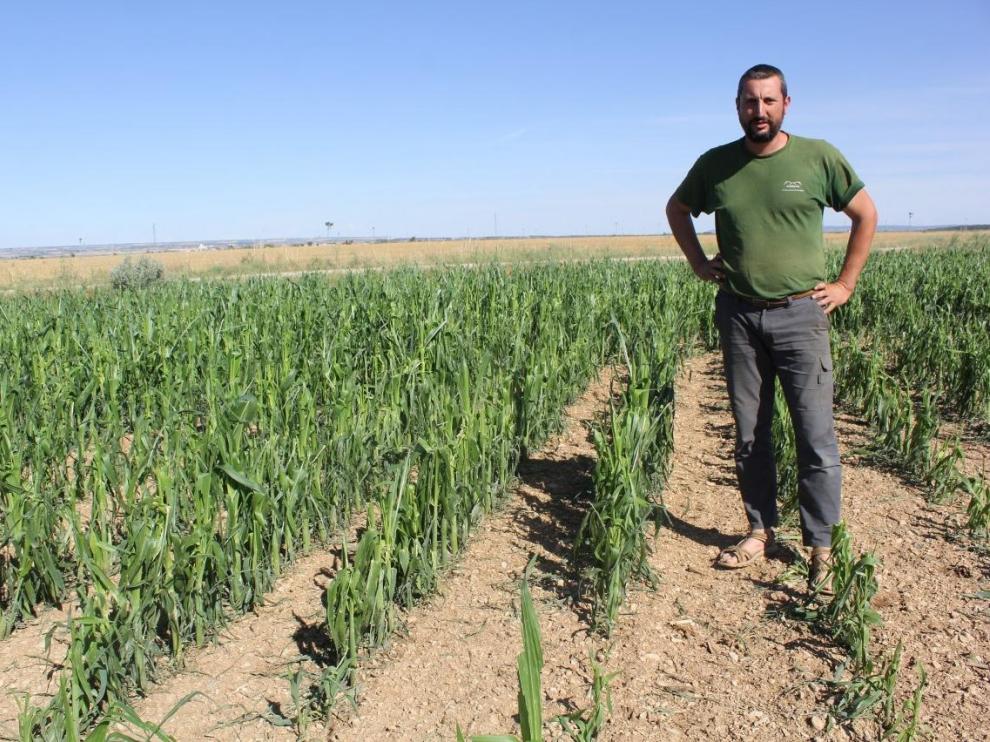 Raúl Piquero, agricultor de Poleñino, muestra los daños sufridos por el maíz en una finca del municipio.