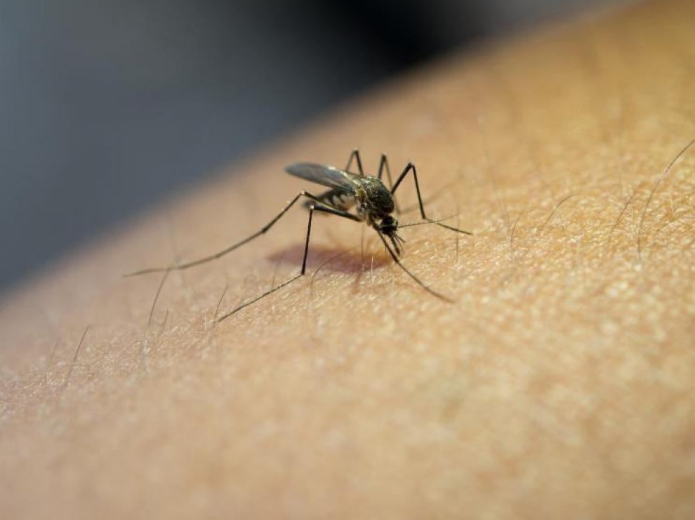 Los mosquitos son una de las partes negativas del verano