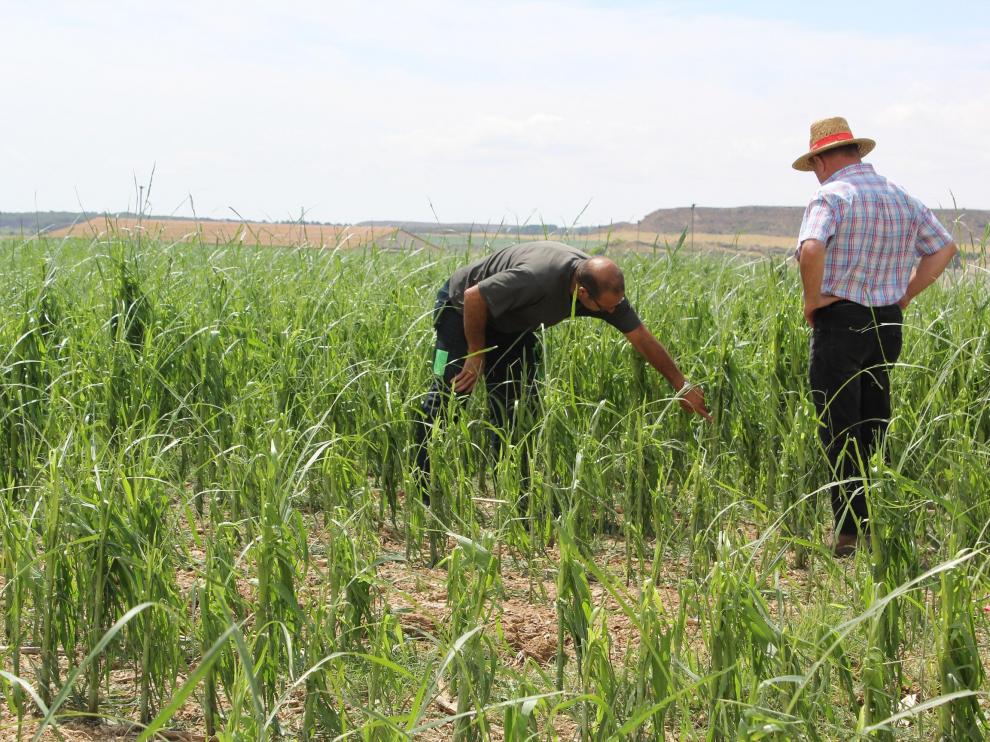 Jesús Arruego y Antonio Calvo observan los daños provocados por la piedra en un campo de maíz de Montesusín.