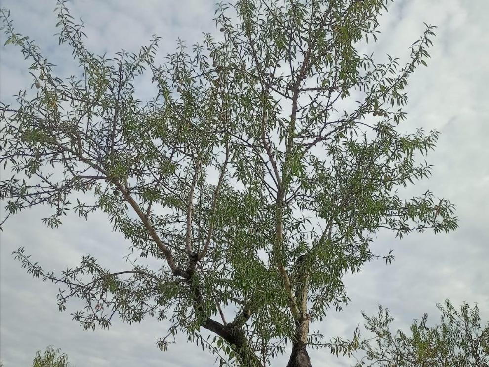 Almendros afectados por la helada en los que no hay nada de fruto.