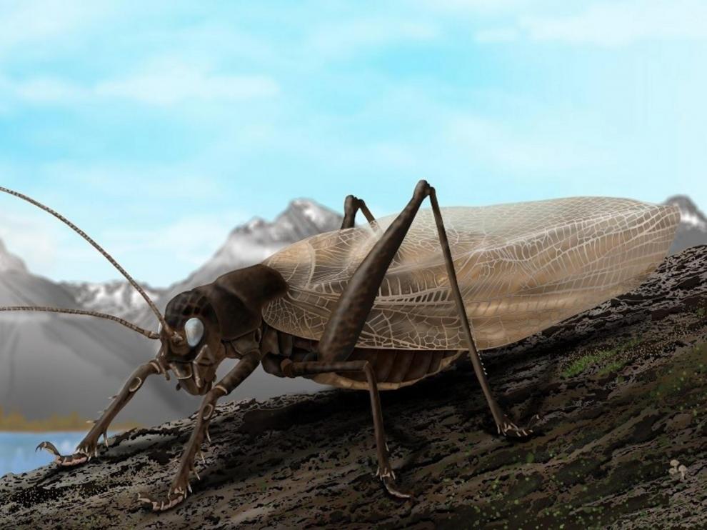 Saltamontes Prohalangopsis.