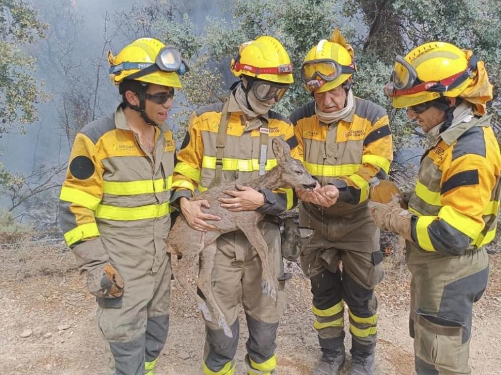 Agentes del Infoar logran rescatar a un pequeño ciervo en el Moncayo.