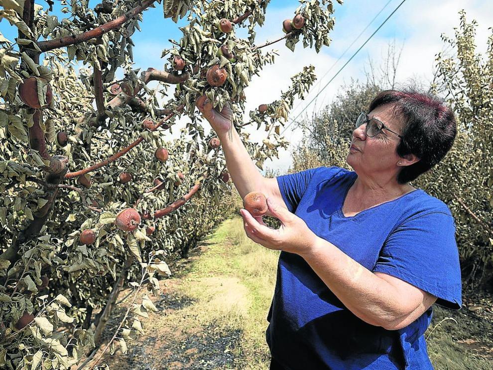 Una agricultora muestra los daños en sus frutales una semana después del incendio de Ateca.