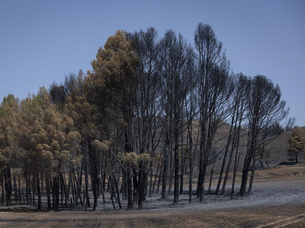 Algunos árboles, como estos del entorno de Moros, se ‘salvan’. Los supervivientes del incendio podrán reproducirse y perpetuar la especie y el bosque.
