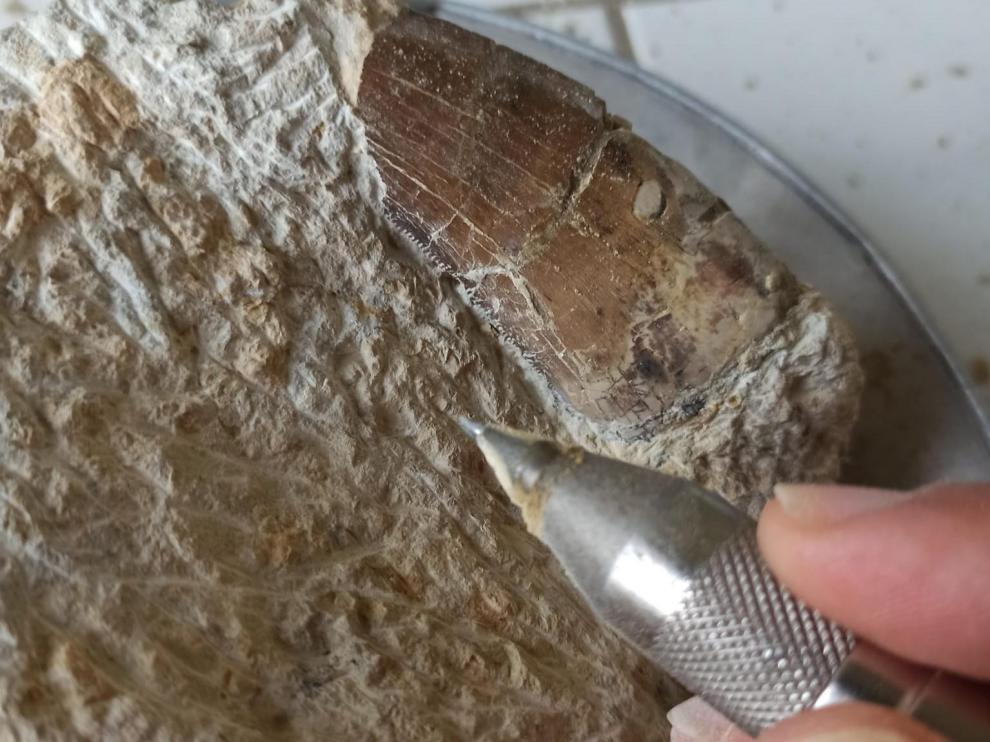 La pieza fue encontrada en un sendero próximo a un barranco en febrero.