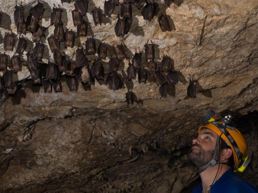 José Manuel Sánchez, naturalista zaragozano experto en murciélagos, con varios ejemplares.