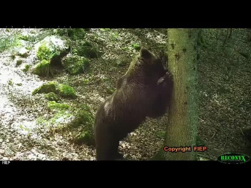 El oso Cannellito, en el Pirineo aragonés