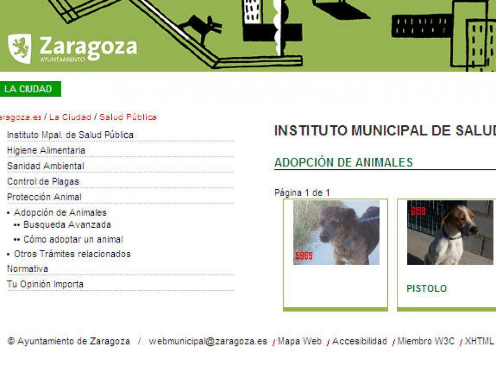 El Ayuntamiento permite la adopción de animales a través de su web