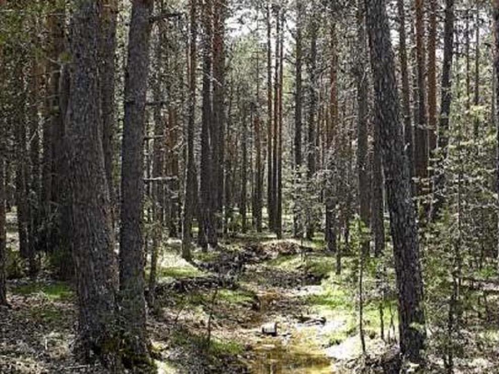 Pinares en los alrededores de Albarracín.