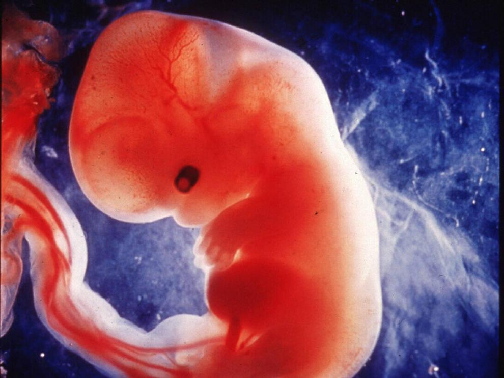 Un feto humano en el utero materno.