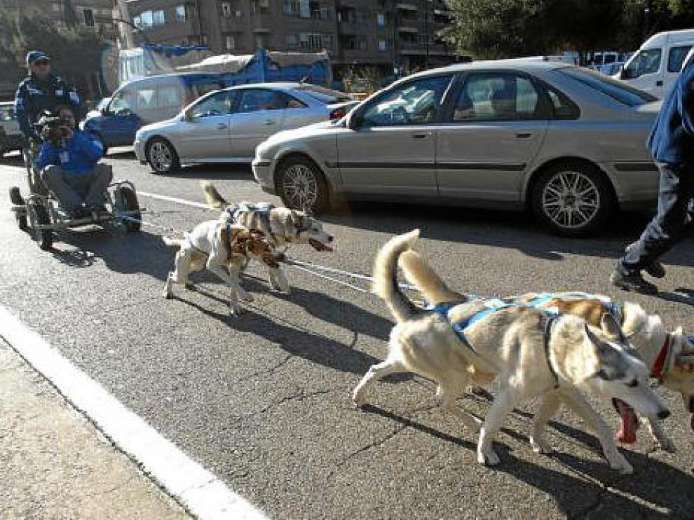 Trineo tirado por perros en Cesáreo Alierta, el año pasado.