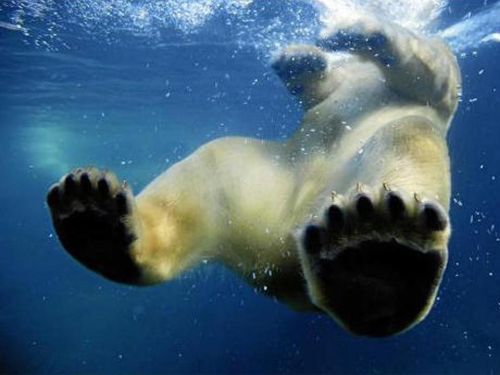 Una cámara acuática capta el momento en el que un oso se zambulle en un lago de agua helada