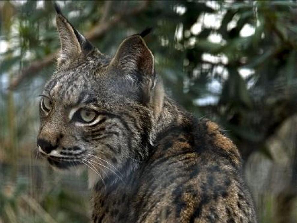 Lince Ibérico
