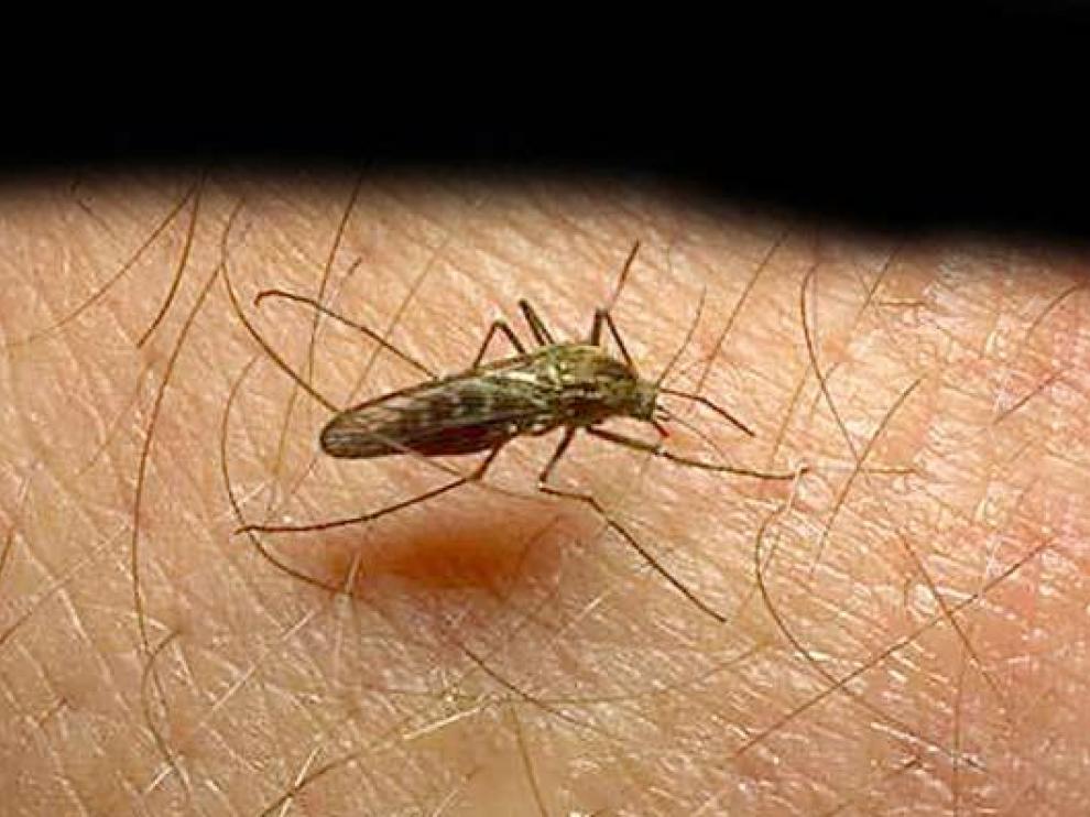 El mosquito de malaria
