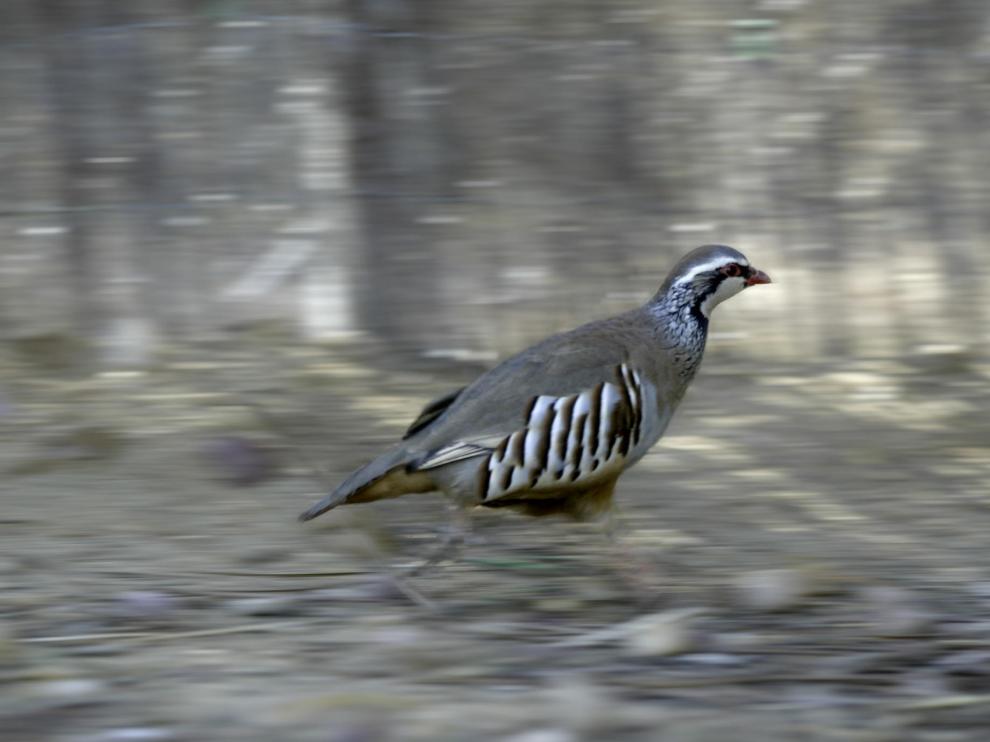 Esta especie está considerada como un tesoro genético de la Península Ibérica