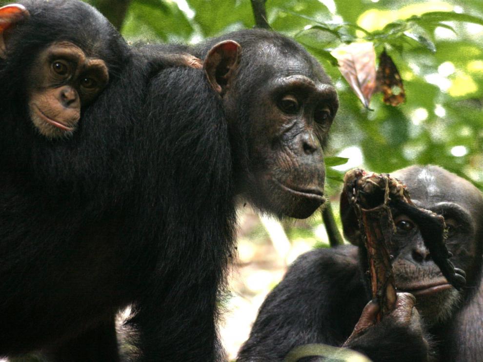 Imagen de dos chimpancés