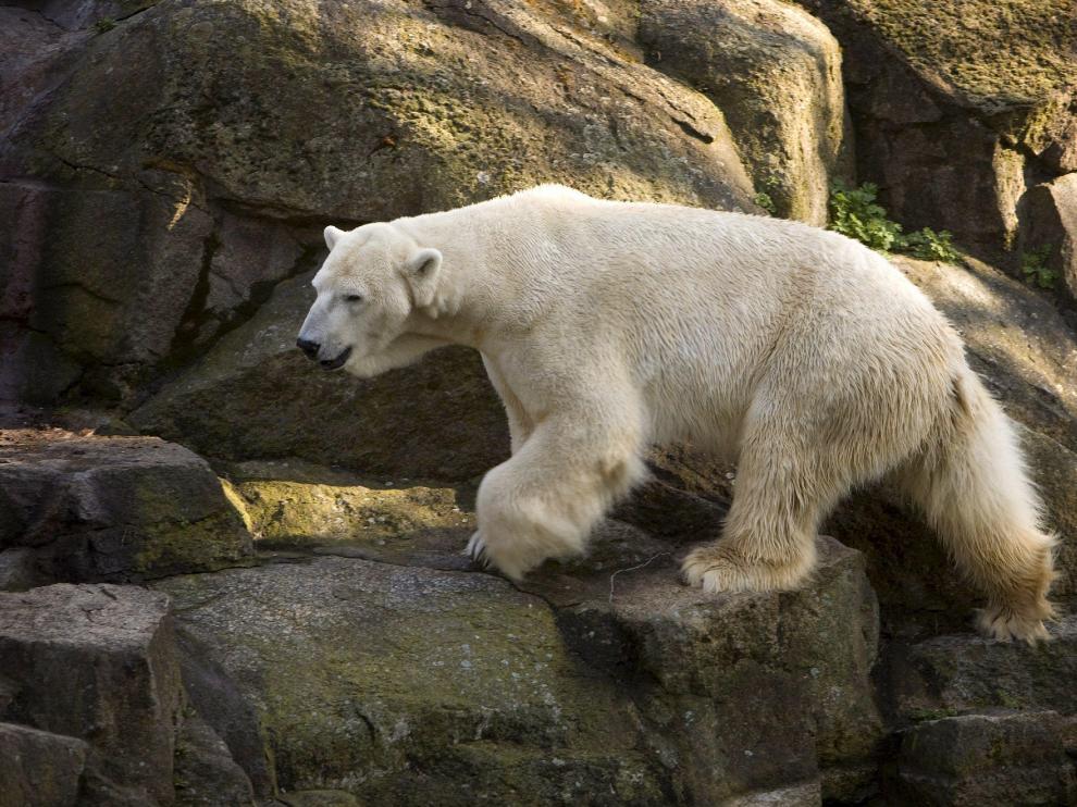 Uno de los osos del zoo berlinés