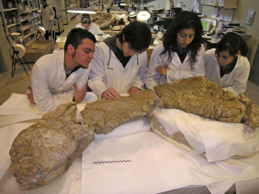 Alumnos de la Escuela de Restauración paleontológica inspeccionan los restos del Turiasaurus