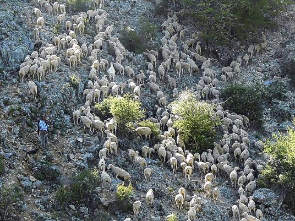 El rebaño que llega de Andalucía remonta el Barranco del Judío.
