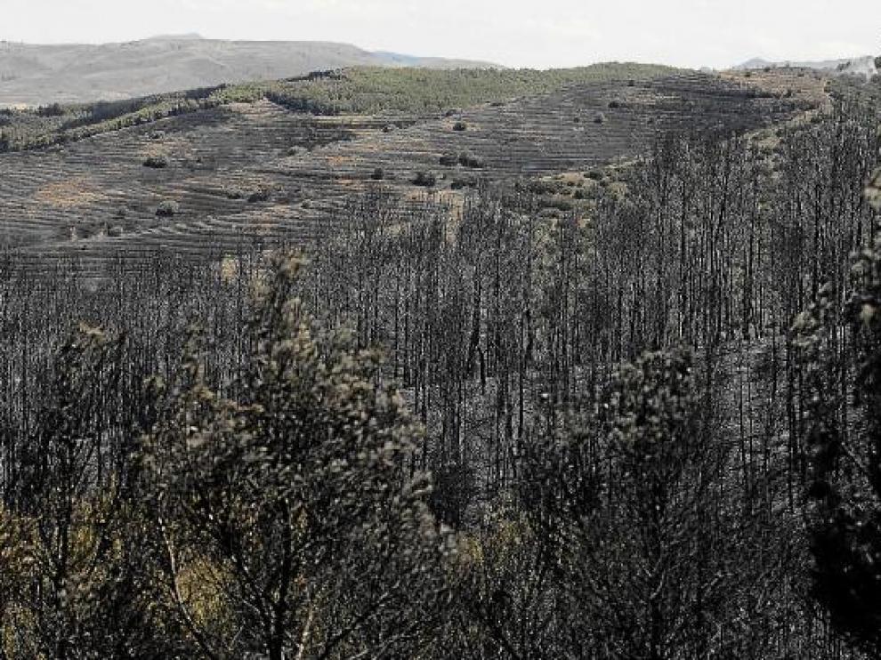 Bosques carbonizados por el incendio Valmadrid.